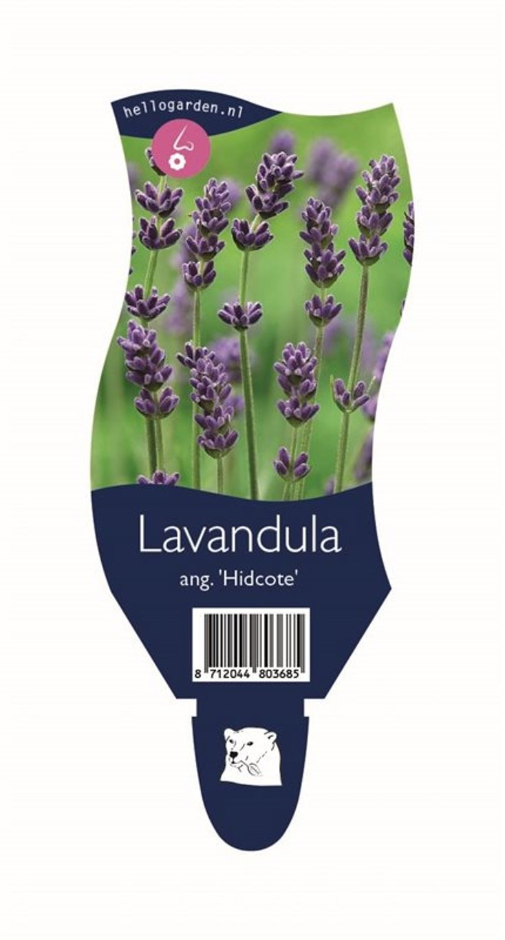 Lavandula ang. 'Hidcote' - P11